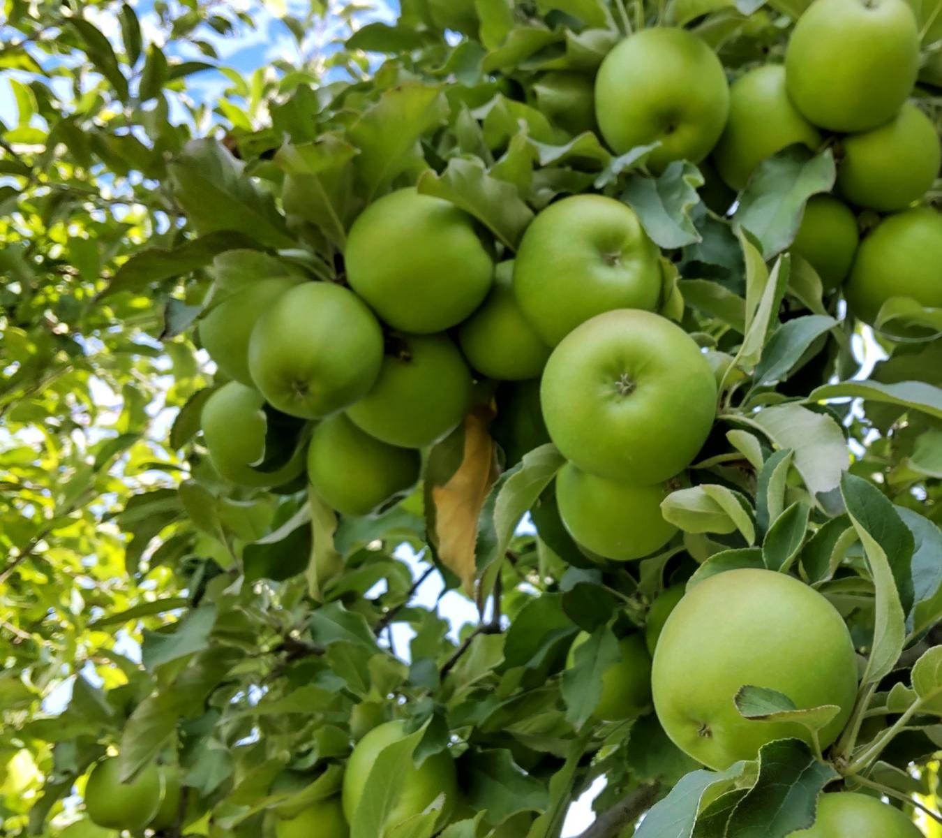 Mt Erin New Zealand Apples - Wholesale Granny Smith 5